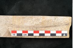 Foto (Detailansicht) von Pinus holothana Unger (NHMW-GEO-2024-0188-8085)